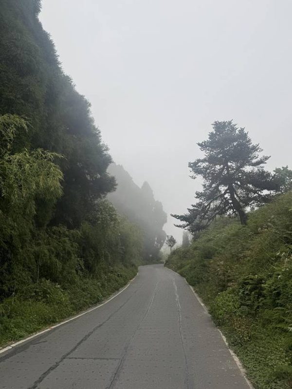 A misty road through forest on the Darjeeling slopes